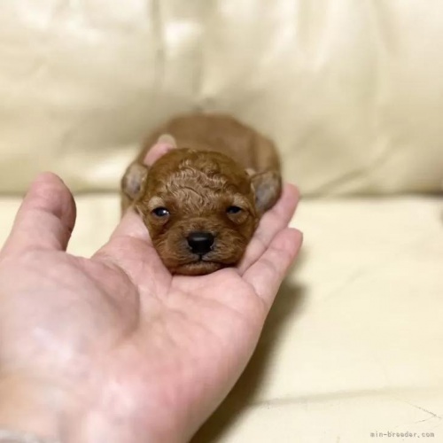 トイプードルの子犬（ID:1231111094）の1枚目の写真/更新日:2022-07-19