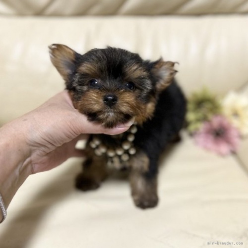ヨークシャーテリアの子犬（ID:1231111103）の1枚目の写真/更新日:2023-05-13