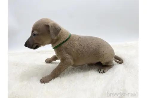 イタリアングレーハウンドの子犬（ID:1232311057）の3枚目の写真/更新日:2023-03-07