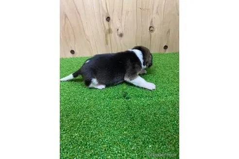 ビーグルの子犬（ID:1232311064）の3枚目の写真/更新日:2022-07-19