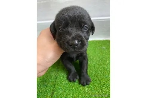 ラブラドールレトリバーの子犬（ID:1232311068）の1枚目の写真/更新日:2021-12-31