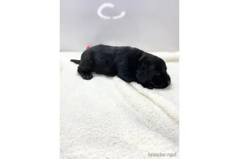 ラブラドールレトリバーの子犬（ID:1232311071）の2枚目の写真/更新日:2021-12-31