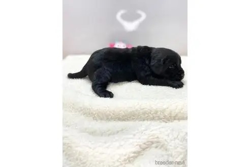 ラブラドールレトリバーの子犬（ID:1232311072）の3枚目の写真/更新日:2022-05-04