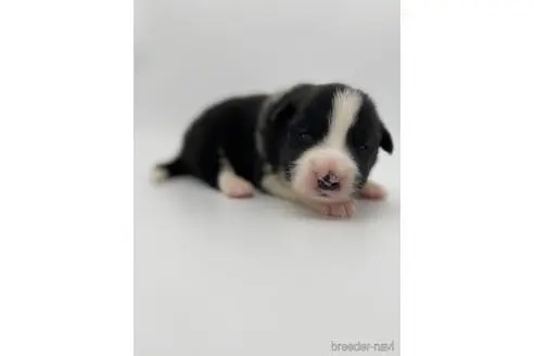ボーダーコリーの子犬（ID:1232311075）の1枚目の写真/更新日:2022-06-17