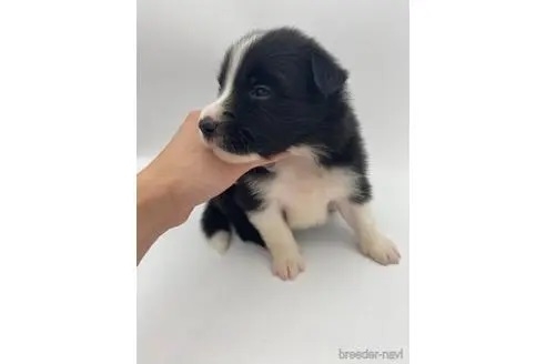ボーダーコリーの子犬（ID:1232311076）の3枚目の写真/更新日:2022-04-18