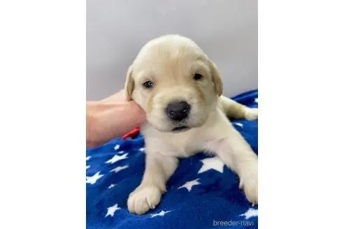 ラブラドールレトリバーの子犬（ID:1232311081）の1枚目の写真/更新日:2021-12-31