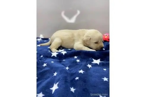 ラブラドールレトリバーの子犬（ID:1232311081）の3枚目の写真/更新日:2022-05-04