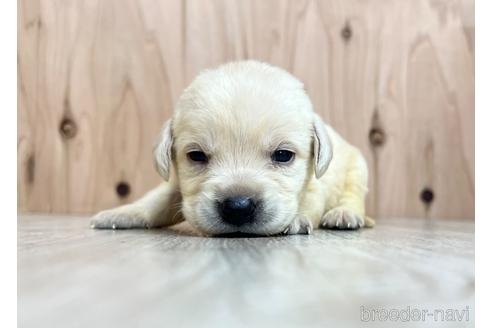 ラブラドールレトリバーの子犬（ID:1232311082）の1枚目の写真/更新日:2021-12-31