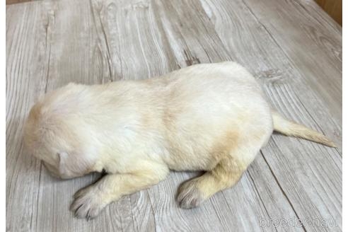 ラブラドールレトリバーの子犬（ID:1232311082）の2枚目の写真/更新日:2022-05-04