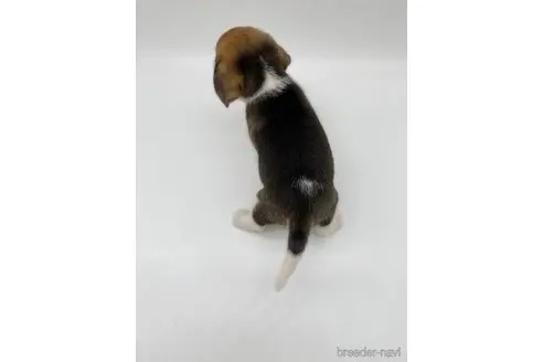 ビーグルの子犬（ID:1232311086）の2枚目の写真/更新日:2022-07-19