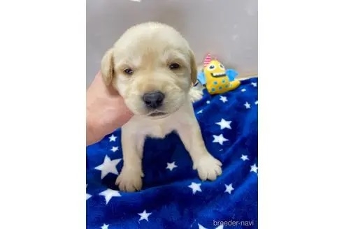 ラブラドールレトリバーの子犬（ID:1232311089）の1枚目の写真/更新日:2022-08-07