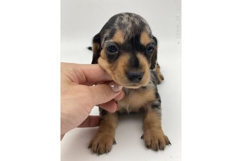 ミニチュアダックスフンド（ロング）の子犬（ID:1232311091）の2枚目の写真/更新日:2023-05-26
