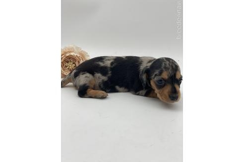ミニチュアダックスフンド（ロング）の子犬（ID:1232311091）の3枚目の写真/更新日:2023-05-26