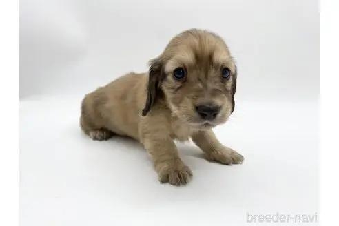 ミニチュアダックスフンド（ロング）の子犬（ID:1232311098）の1枚目の写真/更新日:2022-06-13
