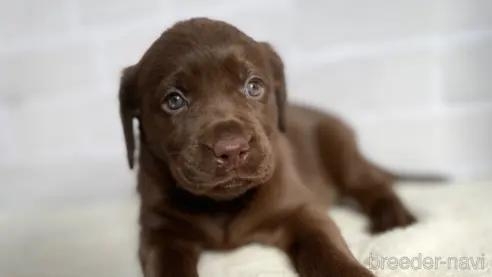 ラブラドールレトリバーの子犬（ID:1232311127）の1枚目の写真/更新日:2021-12-31