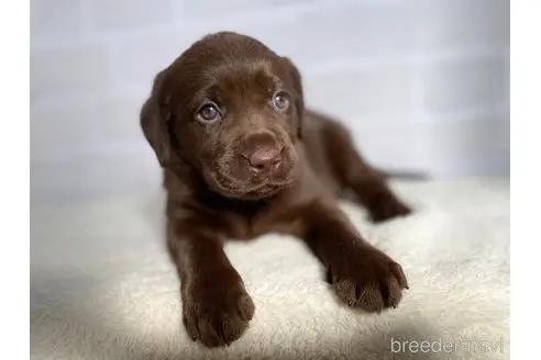 ラブラドールレトリバーの子犬（ID:1232311127）の3枚目の写真/更新日:2021-12-31