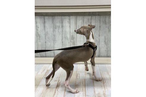 イタリアングレーハウンドの子犬（ID:1232311128）の2枚目の写真/更新日:2022-11-29