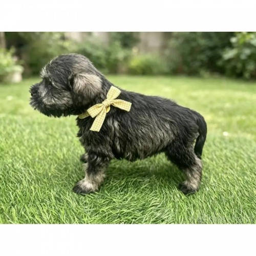 �~�j�`���A�V���i�E�U�[�̎q���iID:1232311131�j��5���ڂ̎ʐ^/�X�V��:2026-05-24