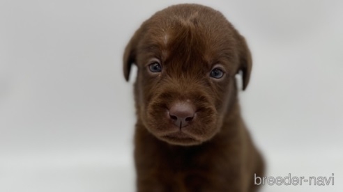 ラブラドールレトリバーの子犬（ID:1232311140）の1枚目の写真/更新日:2021-12-31