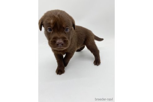 ラブラドールレトリバーの子犬（ID:1232311140）の2枚目の写真/更新日:2021-12-31