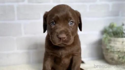 ラブラドールレトリバーの子犬（ID:1232311141）の1枚目の写真/更新日:2021-12-31