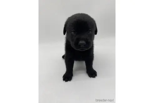 ラブラドールレトリバーの子犬（ID:1232311142）の2枚目の写真/更新日:2022-05-04