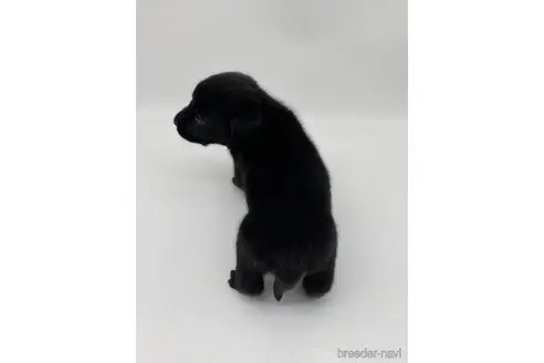 ラブラドールレトリバーの子犬（ID:1232311142）の3枚目の写真/更新日:2021-12-31