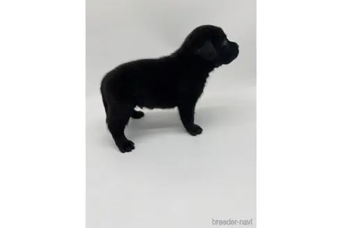 ラブラドールレトリバーの子犬（ID:1232311142）の4枚目の写真/更新日:2022-05-04