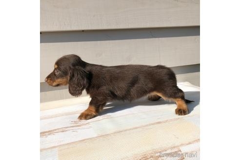 ミニチュアダックスフンド（ロング）の子犬（ID:1232311145）の3枚目の写真/更新日:2022-01-07