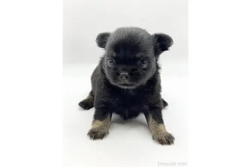 チワワ（ロング）の子犬（ID:1232311146）の1枚目の写真/更新日:2022-12-19