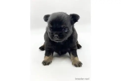 チワワ（ロング）の子犬（ID:1232311146）の2枚目の写真/更新日:2022-12-19