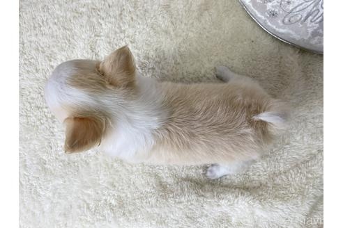 チワワ（ロング）の子犬（ID:1232311150）の2枚目の写真/更新日:2022-04-15