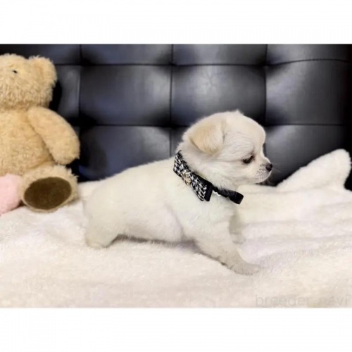 `iOj̎qiID:1232311151j2ڂ̎ʐ^/XV:2025-11-19