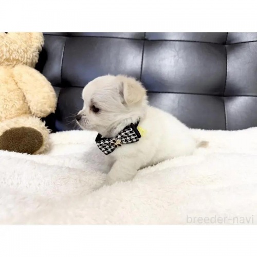 `iOj̎qiID:1232311151j3ڂ̎ʐ^/XV:2025-11-19