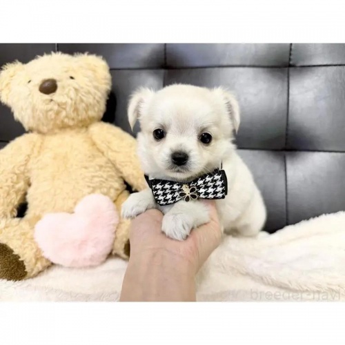 `iOj̎qiID:1232311151j4ڂ̎ʐ^/XV:2025-11-19