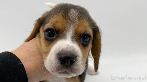 ビーグルの子犬（ID:1232311152）の1枚目の写真/更新日:2023-02-13