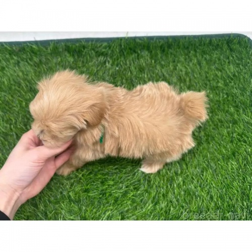 �~�b�N�X�̎q���iID:1232311156�j��5���ڂ̎ʐ^/�X�V��:2026-03-10