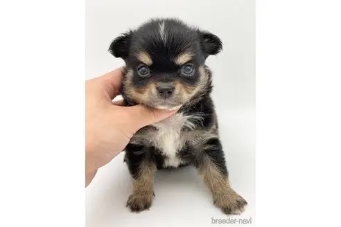 チワワ（ロング）の子犬（ID:1232311164）の1枚目の写真/更新日:2022-08-28