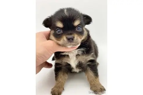 チワワ（ロング）の子犬（ID:1232311164）の2枚目の写真/更新日:2022-08-28