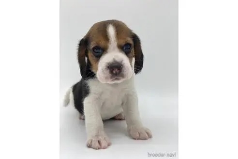 ビーグルの子犬（ID:1232311165）の1枚目の写真/更新日:2022-04-23