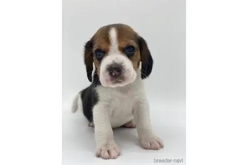 ビーグルの子犬（ID:1232311165）の2枚目の写真/更新日:2023-04-27