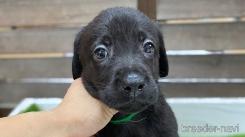 ラブラドールレトリバーの子犬（ID:1232311167）の1枚目の写真/更新日:2022-06-02