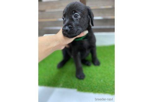 ラブラドールレトリバーの子犬（ID:1232311167）の4枚目の写真/更新日:2022-06-02