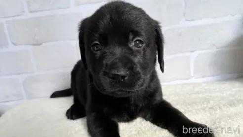 ラブラドールレトリバーの子犬（ID:1232311168）の1枚目の写真/更新日:2022-06-02