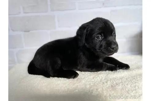ラブラドールレトリバーの子犬（ID:1232311168）の2枚目の写真/更新日:2022-06-02
