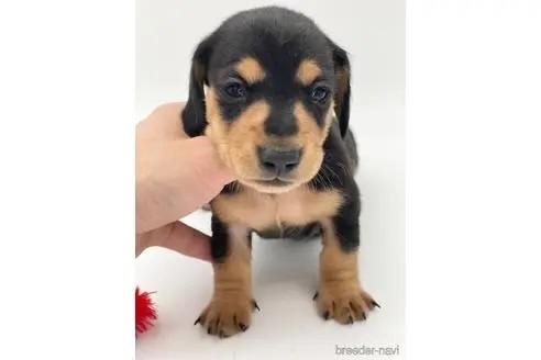 ミニチュアダックスフンド（ロング）の子犬（ID:1232311174）の1枚目の写真/更新日:2022-07-29