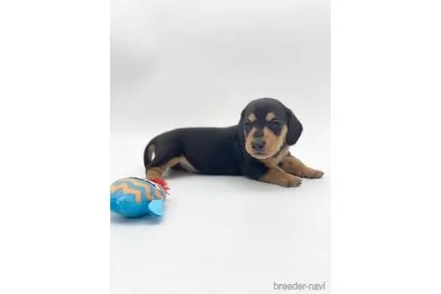 ミニチュアダックスフンド（ロング）の子犬（ID:1232311174）の3枚目の写真/更新日:2022-07-29
