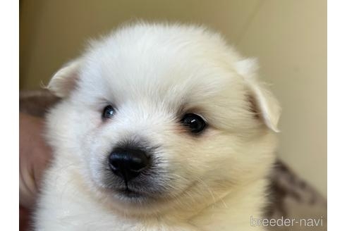 日本スピッツの子犬（ID:1232311176）の4枚目の写真/更新日:2022-07-29