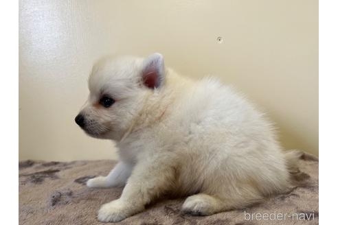 日本スピッツの子犬（ID:1232311177）の4枚目の写真/更新日:2022-07-29