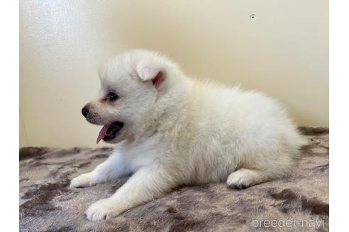 日本スピッツの子犬（ID:1232311178）の2枚目の写真/更新日:2022-07-29
